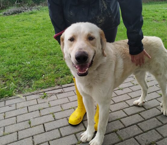 Nando: Labrador solare e divertente cerca un papà con cui essere sé stesso