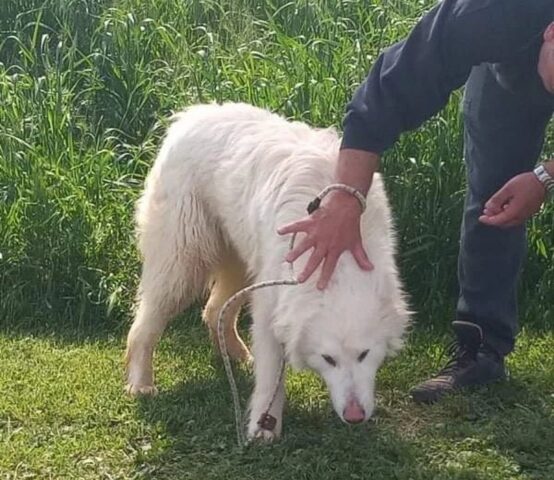 Loki: Pastore Maremmano di 2 anni è in cerca di un’adozione speciale