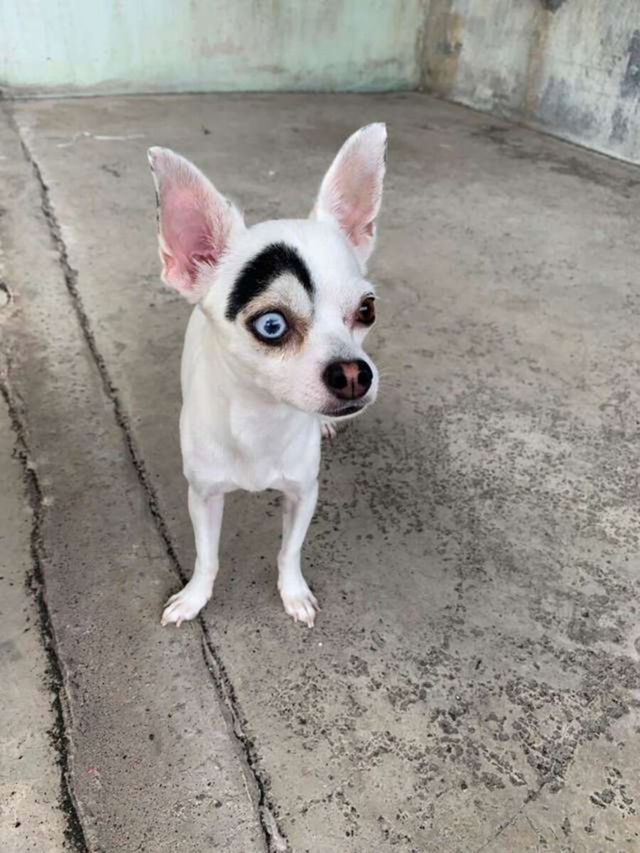 cagnolino particolare