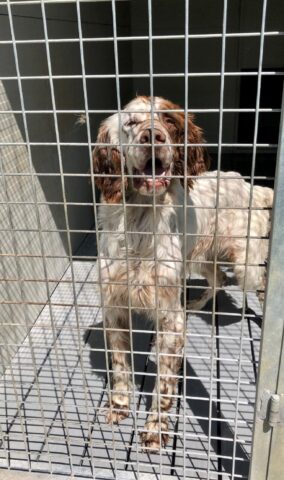 Luis, il cagnolino che sta per lasciare il canile è alla ricerca di un’adozione del cuore