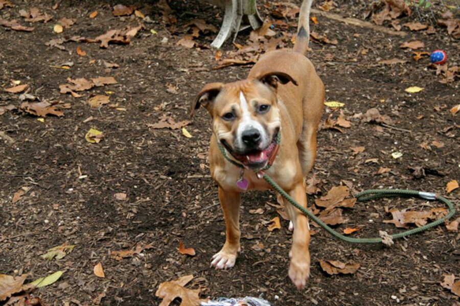 cagnolone