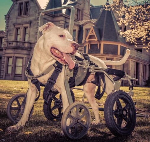 Mel, la cagnolona che gira il mondo con il carrellino