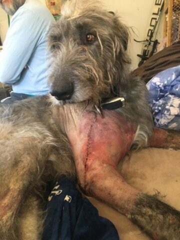 Merlino, il cane investito da un camion, è stato salvato da persone speciali