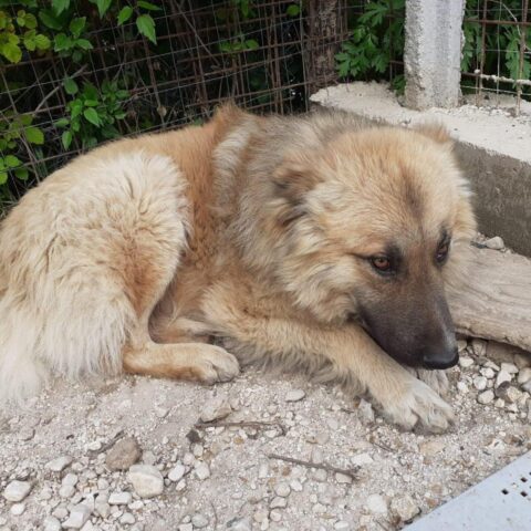 Mosè, il cagnolino che ha conosciuto solo sofferenza è alla ricerca di una famiglia