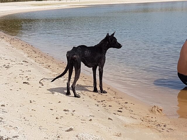 Negrita, la cagnolina abbandonata su un’isola, stava per morire di fame