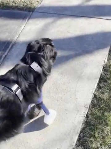 Cane impara a camminare con la protesi