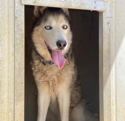 Pascal, l’Husky abbandonato cerca una nuova famiglia