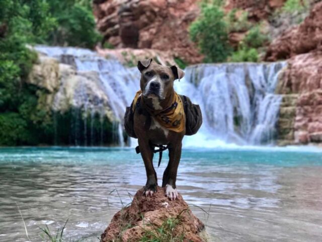 Penni, la cagnolona salvata da un vita orribile ha trovato l’umana perfetta