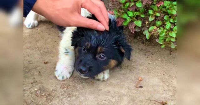 Plutone, il cucciolo abbandonato ha seguito la persona giusta