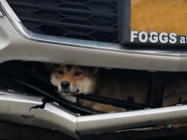 Cane incastrato nella griglia della macchina