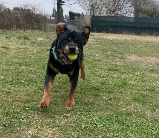 Raul cerca famiglia: Rottweiler di 8 anni attende impaziente una nuova vita