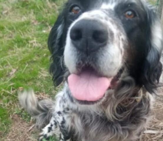 Ringo: Setter anziano cerca una famiglia con cui creare un legame autentico