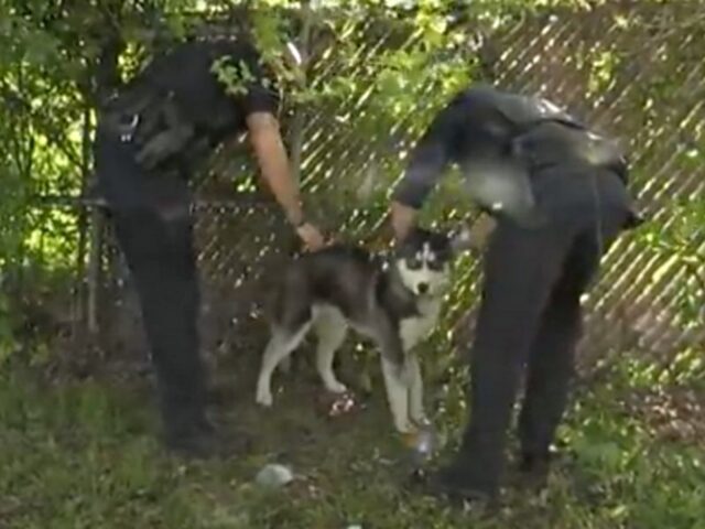 Rizzo, l’Husky abbandonato è stato salvato da un poliziotto speciale