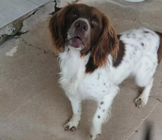 Rocky: Springer Spaniel ha bisogno di una famiglia, adottiamolo subito