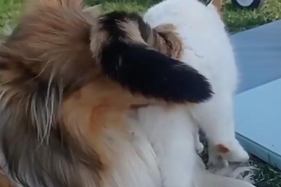 Rough collie e gatta amici per la pelle si vogliono bene