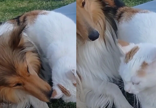 Rough collie e gatta amici per la pelle, il video è dolcissimo