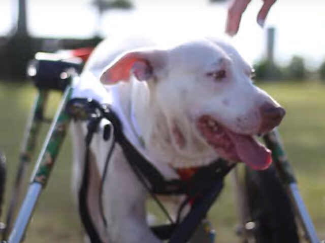 Associazione per sedie a rotelle per cani
