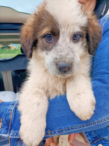 Sasha, la cagnolina trovata in strada con il femore rotto  è alla ricerca di un’adozione del cuore