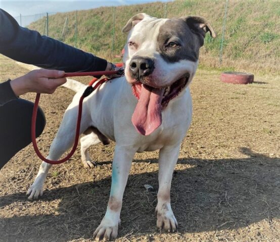 Scar: Pitbull di taglia grande cerca un papà che possa crescerlo con amore