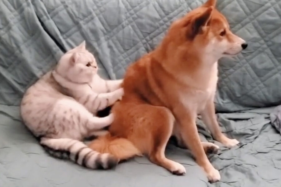Shiba Inu si lascia coccolare dal suo amico gatto che fa il pane