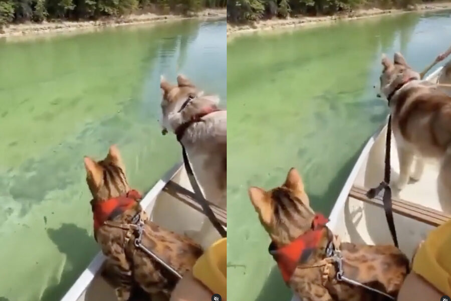Siberian Husky in barca con il suo amico gatto nel fiume