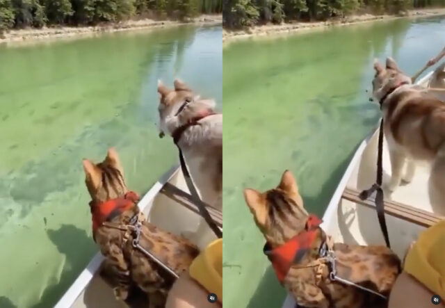 cane Siberian Husky in barca con il suo amico gatto del bengala
