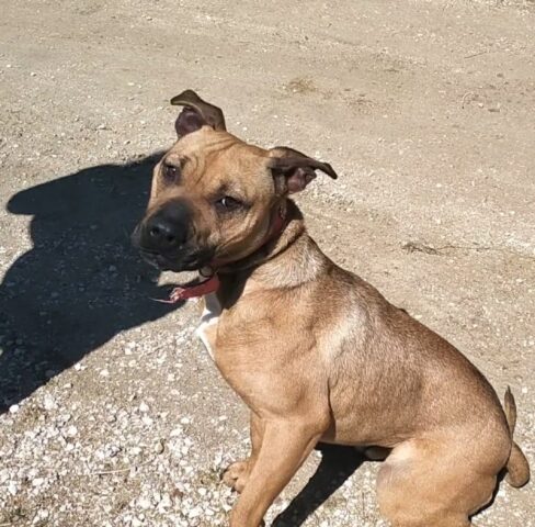 Siria, la cagnolina che sta crescendo all’interno di un box è alla ricerca di una famiglia