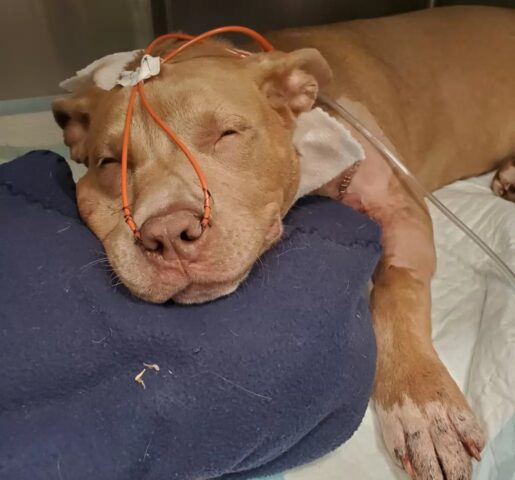 Smoke, il Pitbull accoltellato è stato salvato da una persona speciale