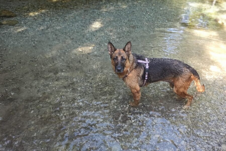 Stella in acqua