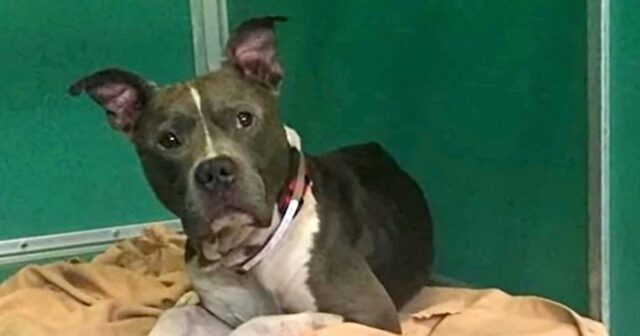 Titan, il Pitbull scomparso che rischiava di essere soppresso