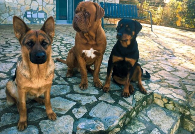 Tre cani rinuncia di proprietà cercano una famiglia per sempre