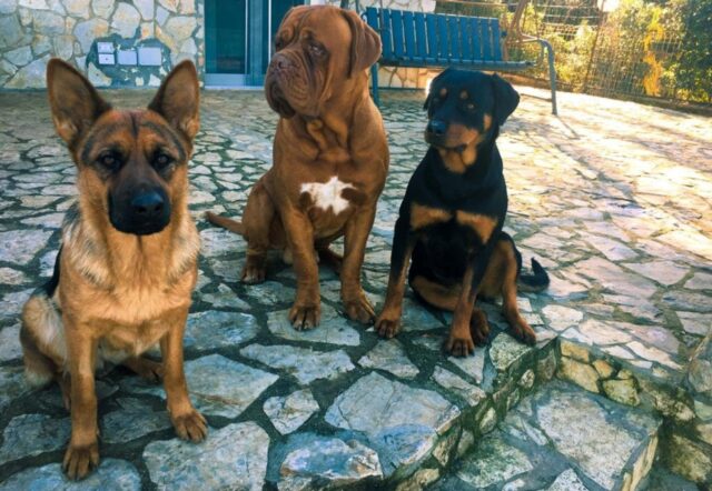 Tre cani rinuncia di proprietà cercano una famiglia per sempre