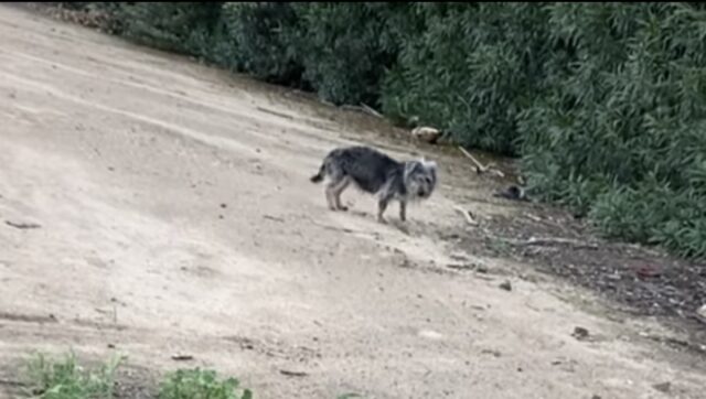 Cane randagio terrorizzato dai soccorritori ma alla fine cede alla loro gentilezza