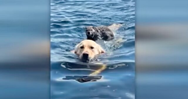 Wally, il Golden Retriever che ha salvato la vita a una marmotta