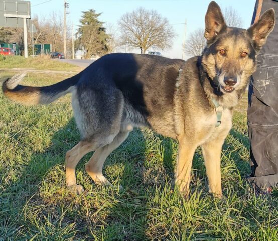 Wolky: Lupo Italiano amante della buona compagnia cerca una casa in cui vivere