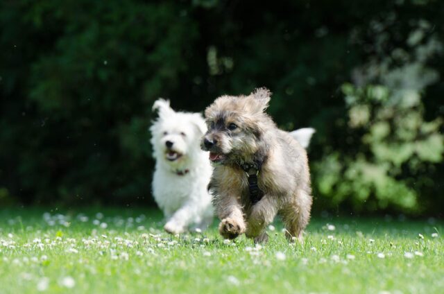 Due cani migliori amici si riuniscono dopo sette mesi di distanza