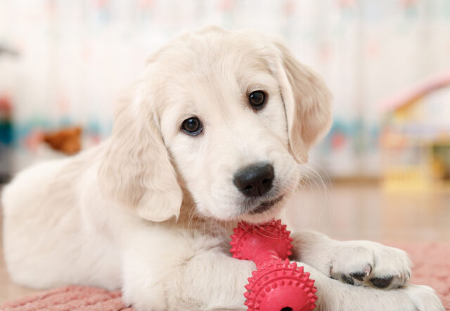 5 accessori gommosi per il cucciolo di cane, per il Fido più esigente