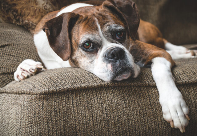 5 accessori per aiutare il cane anziano in casa, i più utili