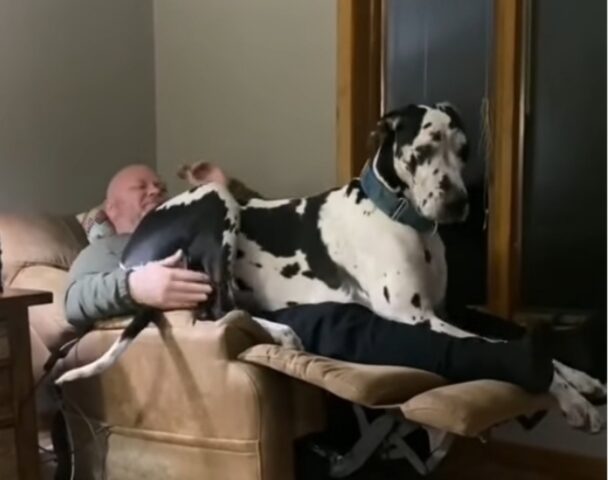 L’Alano pensa di essere ancora un cucciolo e sale sulla poltrona schiacciando il proprietario (VIDEO)