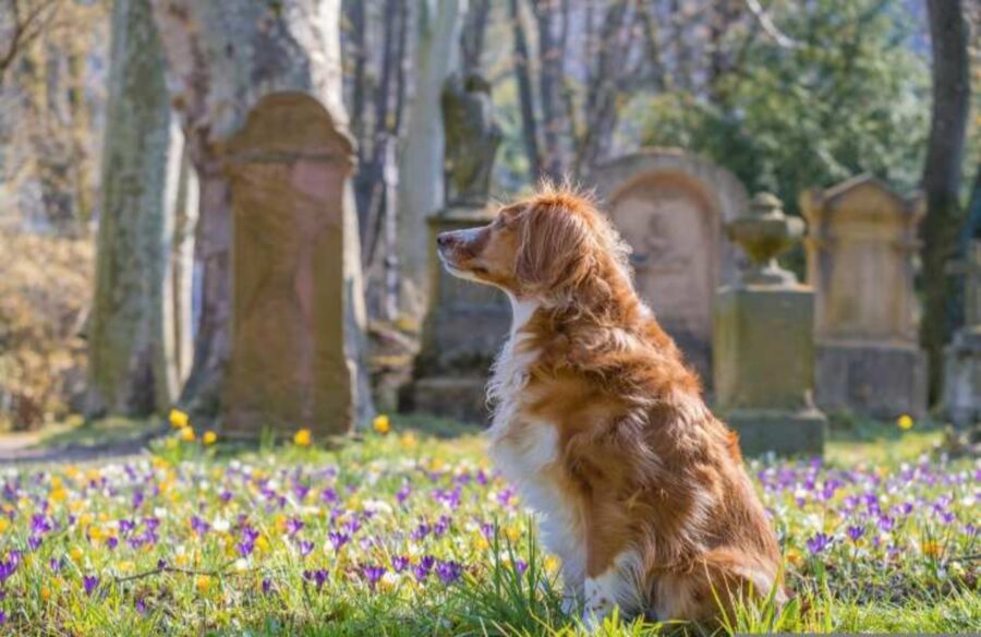 cimiteri per animali domestici