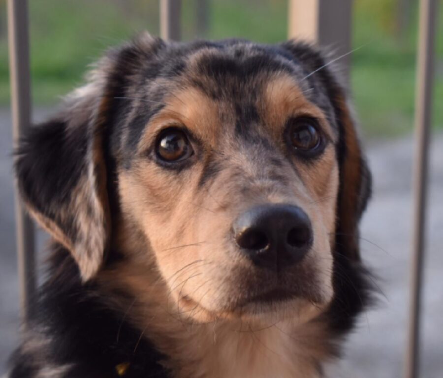 cane macchia naso nero 