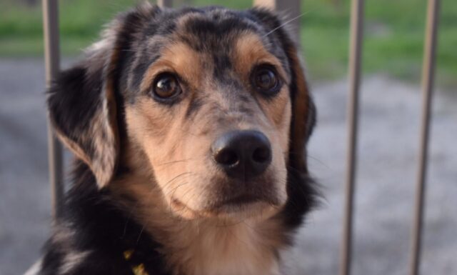 Asti, s’è perso Macchia, diverse persone segnalano l’avvistamento del cagnolino