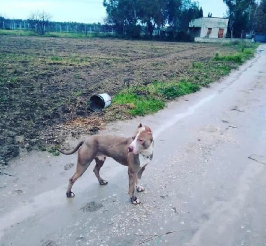 cane chiazza bianca sotto il collo 