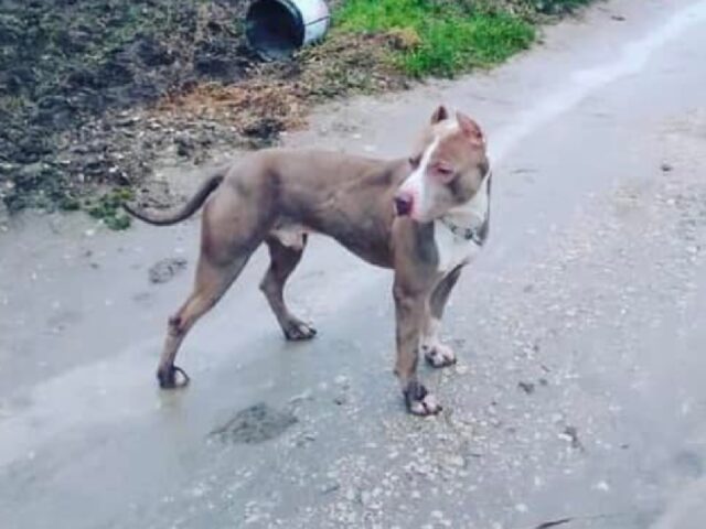 Barletta, è passato più di un mese senza Blade, questo cane Pitbull attende ancora di essere ritrovato