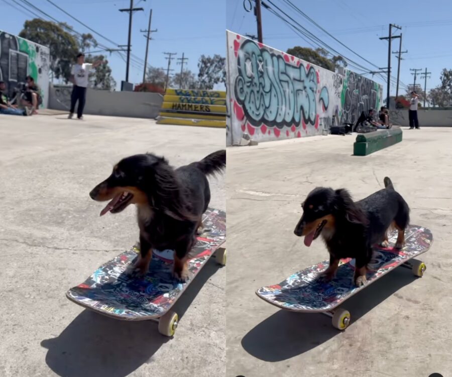 cagnolina va sullo skateboard