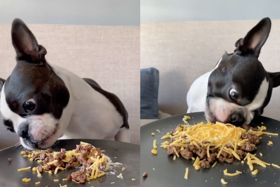 boston terrier più goloso del web mangia tanto