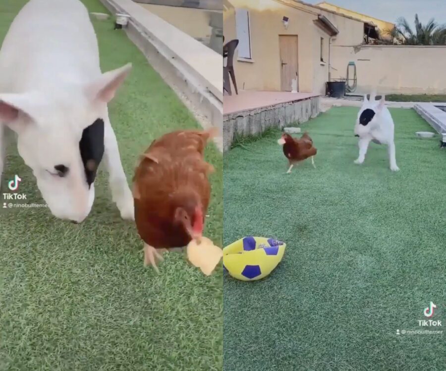 gallina ruba il biscottino al bull terrier