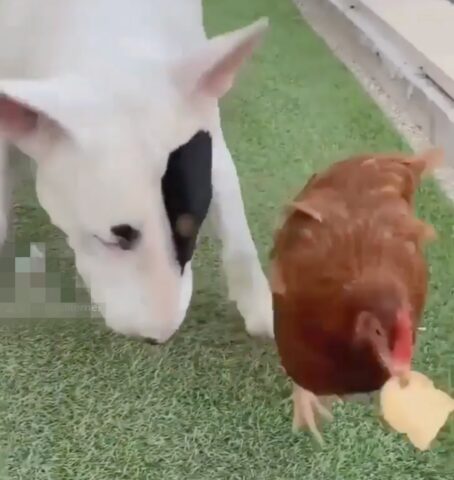 Bull Terrier vuole mangiare il suo biscottino ma una gallina glielo ruba! (VIDEO)