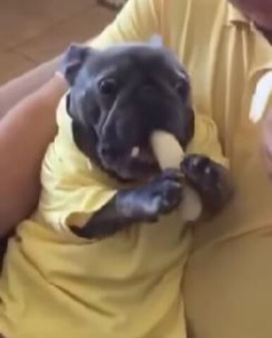 un cane mangia una banana