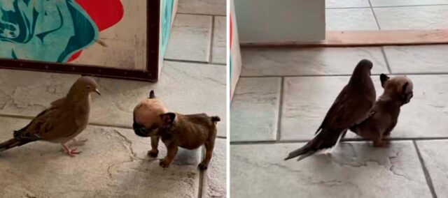 La piccola cagnolina fa fare giri per casa al suo amico uccellino